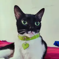 martina.the.cat6
