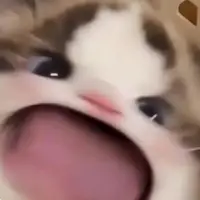 baobei.lyrics