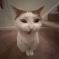 xiaotiolo