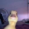 ashb.viel