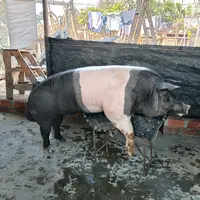 centromultigeneticopig