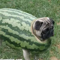 walking_fish_records