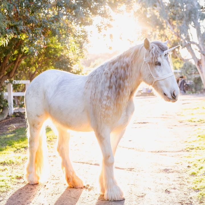 the.posh.unicorn
