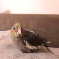 cockatielchirps