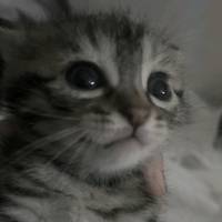 gato_shoegaze
