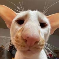 TikTok Account - https://p77-va.tiktokcdn.com/tos-maliva-avt-0068/fec137ec251ab0174f5fc353972b1d60~tplv-tiktokx-cropcenter-q:200:200:q70.jpg